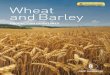 Wheat and Barley - CNH Industrial€¦ · wheat can take advantage of residual fertilization wheat and barley should not be re-planted the second year, to avoid problems with fungi