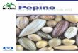 Descriptors for Pepino (Solanum muricatum)archive-ecpgr.cgiar.org/...Descriptors_for_Pepino... · The pepino (Solanum muricatumAiton) is a domesticate of Andean origin vegetatively