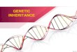 GENETIC INHERITANCE - s5ee8b77f7f9dee0d.jimcontent.com€¦ · Genetic Inheritance Heterozygous Dominant allele Recessive allele • An allele which express its phenotype even in