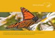 Monarch Butterfly Monitoring in north aMerica: overview of ......Monarch reproduction is completely dependent on the presence of their larval host plants, primarily milkweeds in the