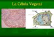 Introducción a la célula vegetalmorfo-fisio-vegetal.yolasite.com/resources/Célula+ve...pdf · la célula ha detenido su expansión. Al final de la deposición de pared secundaria,
