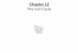 PowerPoint Presentation - Chapter 12 The Cell Cycle · PowerPoint Presentation - Chapter 12 The Cell Cycle Author: Rachel Tennebaum Created Date: 8/8/2016 5:23:32 PM 