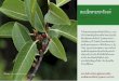 ສວນພຶກສາຊາຜາຕັດແກ້ · ຕົ້ນໄຮຜາ- Ficus (undescribed), Moraceae ສວນພຶກສາຊາຜາຕັດແກ້ ສະບັບທີ