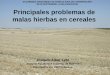 XII JORNADA ARAGONESA DE AGRICULTURA DE … · 2016-05-23 · El uso de herbicidas hormonales (2,4-D, MCPA...) ha cambiado la frecuencia de dicotiledóneas sensibles, dicotiledóneas