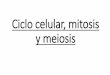 Ciclo celular, mitosis y meiosis€¦ · Ciclo celular En rigor, el ciclo celular (la secuencia de sucesos) comprende dos periodos bien nítidos: la interfase (etapas G 1 –S y G