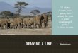 DRAWING A LINE - elephanatics.org · 2. Using animals for scientific experiments to test whether products, such as cosmetics and toiletries, are safe for humans use. 3. Using animals