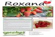 Roxanasadzonki-truskawek.com/images/ulotki/roxana-ulotka.pdf · 2017-02-12 · Roxana jest nieznacznie wrażliwa na Colletotrichum acutatum (antraknozę), zaś w niesprzyjających