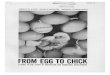 FROM EGG TO CHICK - COnnecting REpositories · incubation transforms a seemingly lifeless chicken egg into an active, living being. If you are interested in a science project for