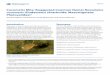 Cucumeris Mite (Suggested Common Name) Neoseiulus …edis.ifas.ufl.edu/pdffiles/IN/IN115800.pdf · 2017-01-05 · (Zhang et al. 2011), and plant damaging mites; broad mite (Weintraub