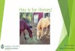Hay is for Horses! - Colorado State University · Hay is for Horses! By: Beth Hayes Pueblo 4-H Coordinator. Today’s Outline