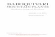 BABOQUIVARIaznps.com/documents/BaboquivariMountainPlants.Austin.pdf · BABOQUIVARI MOUNTAIN PLANTS Identiﬁ cation, Ecology, and Ethnobotany DANIEL F. AUSTIN with linguistic consultant,