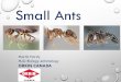 Small Ants - pestworldcanada.netpestworldcanada.net/default/assets/File/states/CAN/Small Ants_Mart… · ants are ectotherms ants can only consume liquids ants have 2 stomachs (1