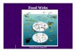 Food webs web - SOEST · 2010-03-13 · overfishing Jellyfish (medusoid Scyphozoa) eat larval herring and also compete with them for their zooplankton prey Adult finfish and jellyfish