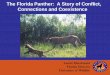 The Florida Panther: A Story of Conflict, Connections and ... · Florida’s panther story Figure prepared by the Florida Fish & Wildlife Conservation Commission Abundant Over-exploited