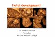 Fetal development - instruction2.mtsac.edu physio lecture… · Stages of Development Pre-embryonic Zygote 0-30 hr A single diploid cell Cleavage 30-72 hr Identical blastomeres Morula