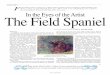 In the Eyes of the Artist The Field Spaniel Field Spaniel.pdf · A common type of dog in 15th-century Europe was the so-called bird dog, a small gun dog of spaniel type, used for