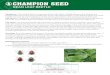 BEAN LEAF BEETLE - Champion Seed of Iowa · 2019-08-14 · BEAN LEAF BEETLE Symptoms: This adult beetle is recognized by having a black triangle between the wing covers, directly
