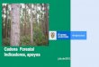 Cadena Forestal Indicadores, apoyos · Mapa de Zonificación de Aptitud para plantaciones forestales con fines comerciales en 3 regiones y 14 departamentos de Colombia. Escala: 1:100.000