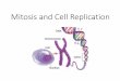 Mitosis and Cell Replication · PDF file •DNA Replication occurs during this time. Prophase •Chromosomes are beginning to become aligned Prophase. ... Asexual Reproduction •Some