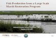 Fish Production from a Large Scale Marsh Restoration Program · • Production of age-0 fish biomass within the restoration sites plus annual production of age-0 fish biomass in the