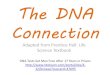The DNA Connection€¦ · Analyzing DNA In one method of DNA analysis, DNA from saliva, blood, bones, teeth, or other fluids or tissues is taken from cells. Special enzymes are added