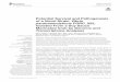 Potential Survival and Pathogenesis of a Novel Strain, Vibrio parahaemolyticus fst.snu.ac.kr/NFUpload/nfupload_down3.php?tmp_name=... · PDF file 2018-07-12 · Vibrio parahaemolyticus