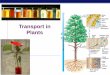 Transport in Plants - KING'S SCIENCE PAGEhkingscience.weebly.com/uploads/4/5/4/8/45489663/50ch37planttra… · AP Biology Transport in plants H 2 O & minerals transport in xylem transpiration