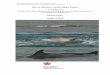 Darwin Harbour Coastal Dolphin Project · Humpback dolphins (Sousa spp.) have a wide distribution in the tropical Atlantic and Indo-Pacific Oceans and a confused taxonomy. Morphological