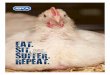 THE LIFE OF A TYPICAL MEAT CHICKEN€¦ · Meat chickens, also referred to as ‘broilers’, are by far the most numerously produced farm animals reared for meat, with more than