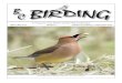 Newsmagazine of the British Columbia Field Ornithologists ... · BC Birding is published four times a year by the British Columbia Field Ornithologists, PO Box 45111, Dunbar, Vancouver