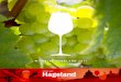 PROEF HET Hageland · 2020-01-31 · de befaamde wijnbeurs Megavino. Hij kijkt er niet van op dat de Hageland-se wijn daar telkens enorm goed scoort. ‘Sinds de heropleving van de