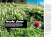 Verboden planten /USD - onzeeigenTUIN · 2018-02-26 · na het jaar 1500 (na de ontdekking van Amerika) én door menselijk handelen bewust of onbewust in Nederland is geïntroduceerd