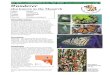 BUTTERFLY CONSERVATION SA Inc. FACT SHEET Danaus … · BUTTERFLY CONSERVATION SA Inc. FACT SHEET Danaus plexippus plexippus page 2 Larval foodplants The larvae of the Monarch feed