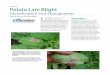 Identification and Management L Symptomsproduction. For Wisconsin-specific fungicide information, refer to Commercial Vegetable Production in Wisconsin (A3422), a guide available through