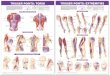 TRIGGER POINTS: TORSO TRIGGER POINTS: EXTREMITIES Brochures/trigger... · PDF file trigger points: torso trigger points: extremities upper extremity lower extremity head and neck