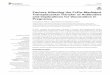 Factors Affecting the FcRn-Mediated Transplacental Transfer of …openaccess.sgul.ac.uk/109340/1/fimmu-08-01294.pdf · 2017-11-28 · Transplacental antibody transfer occurs binding