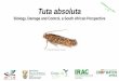 Tuta absoluta - Agricultural Research Council pests... · Host plants Hosts for Tuta absoluta mainly include plants in the potato family Solanaceae Main host Tomato Additional hosts