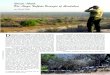 Dande-North The Magic Buffalo Triangle of Zimbabweezine.nitroexpress.info/NickuduFiles/Africa-PDF/Africa336.pdf · Schueler caliber. After years of dangerous game hunting in Africa