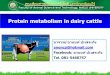 Protein metabolism in dairy cattle¸ªศ414 การให้นม/Lession 4_Protein... · Protein metabolism in dairy cattle อาจารย์ อานนท์ ปะเสระกัง