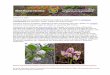 Theodore Payne Foundation’s Wild Flower Hotline is made ...theodorepayne.org/wp-content/uploads/2020/03/WFH... · pink fairy duster (Calliandra eriophylla), torhleaf goldeneye (Viguiera