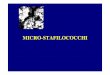 MICRO-STAFILOCOCCHI - unina.itwpage.unina.it/giamauri/Lucidi/Microstafilococchi.pdf · micro-stafilococchi appartengono alla famiglia delle staphylococcaceae e delle micrococcaceae