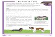 Pet Care of a Dog · 2. Describe what and how you would feed a dog. 3. Name two factors which might contribute to why some dogs might get scared. 4. What might a dachshund have the