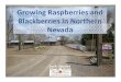 Growing Raspberries and Blackberries in Northern Nevada Berry Produc… · 10/3/2018  · Jack Jacobs info@jacobsberries.com 775-525-0450 PO Box 217 Gardnerville, Nevada 89410 3/10/18