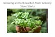 Growing an Herb Garden from Grocery Store Starts ... Growing an Herb Garden from Grocery ... Tips to Insure a Successful Herb Garden • Plants can be transplanted into larger pots