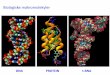 Biologiske makromolekyler - Universitetet i oslo · PDF file Biologiske makromolekyler 4 hovedtyper. 1Proteiner 4 Lipider (aminosyrer) (fettsyremolekyler) 2 Nukleinsyrer (nukleotider)