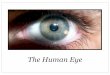 The Human Eye - WordPress.com · The Human Eye. Parts of the Eye lens iris - coloured part; controls the amount of light that entering pupil - black dot at center of iris; opening