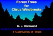 Forest Trees for Citrus Windbreaks5) Rockwood presentation...Forest Trees for Citrus Windbreaks D. L. Rockwood ... 0246810 Windbreak Age E f f ect i ven ess (%) 0 50 100 Species Effe