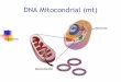 DNA Mitocondrial (mt) - Genética Moleculargenmol.blog.unq.edu.ar/wp-content/uploads/sites/33/2014/05/Clase-DNAmit.pdf · Características del DNA mitocondrial Carece de intrones,