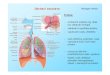 BIDM dýchací · PDF file Dýchací soustava Biologie dítěte Základní pojmy: Respirace = dýchání Expirace – výdech, pasivní fáze dýchacího cyklu Inspirace – vdech,