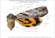 Catocala (Lepidoptera: Noctuidae) Wing Pattern, Region ... · M2 M1 R5 R4 Cu2 Cu1 M3 Discal Cell Marginal Band Medial Band Basal Band Postmedial Band Antemedial Band Marginal Band